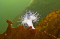   small white plumose 30fsw nicely illuminated surface. Despite my failed focus light this one turned thanks Adobe lightroom Its moments like love cold waterCanon g9 400 asa single nikonos 105 surface  